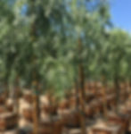 California Pepper Tree