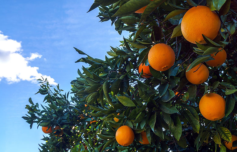 Autumn gold oranges on tree.jpg
