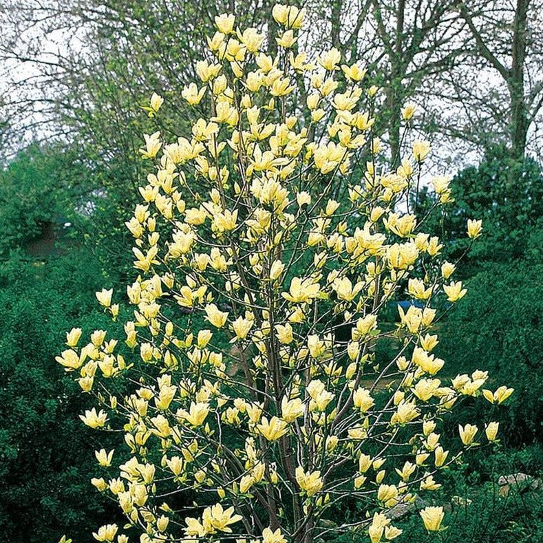Thumbnail: Yellow bird magnolia