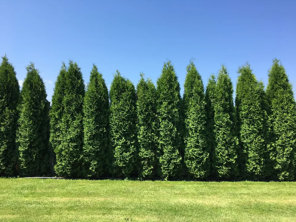 Thumbnail: Thuja green giant (Thuja standishii x plicata)