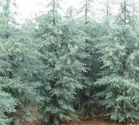 Thumbnail: Arizona blue ice cypress