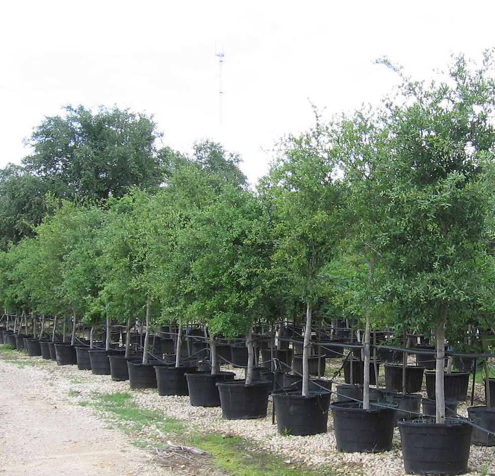 Thumbnail: Live oak tree 15 gal