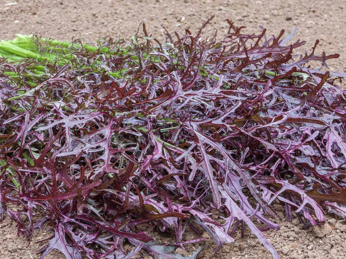 Moutarde Rouge Metis