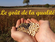 pigeon pur grain, le goût de la qualité