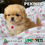 Miniatura: Pekines