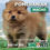 Miniatura: Pomerania Macho
