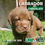 Miniatura: Labrador Chocolate