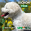 Miniatura: Bichon Frise