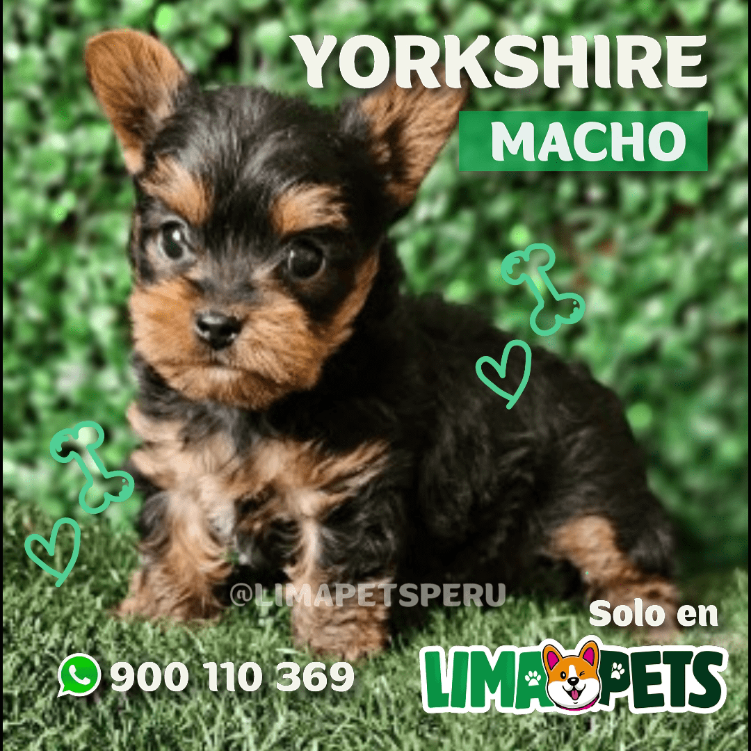 Yorkshire Macho