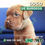 Miniatura: Dogo de Burdeos