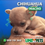 Miniatura: Chihuahua Macho
