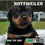 Miniatura: Rottweiler
