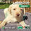 Miniatura: Labrador Hueso