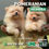 Miniatura: Pomerania Hembra