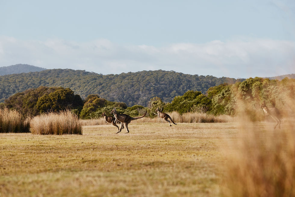 Things to Do in Launceston, Tasmania
