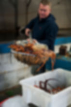 food scene in bicheno