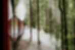 West Coast WIlderness Railway in the lush forest of tasmania