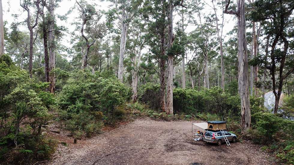 Ellis Creek State Forest