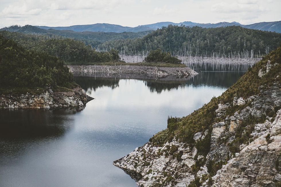 Lake Gordon and its dead huon pines submerged by the raising waters.