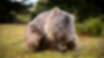 Wombat scratching itself