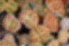 Thumbnail: Cacti & Succulent Club