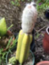 Grafted Cacti - Old Man Cactus