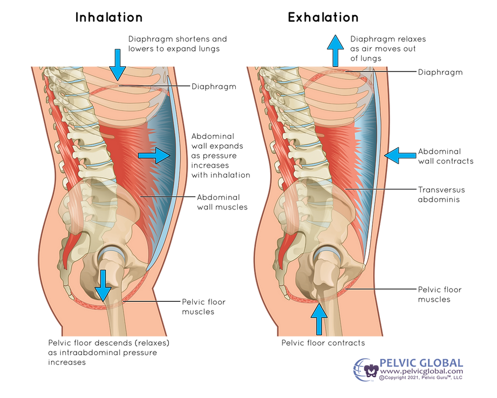 Image used with permission from Pelvic Guru®, LLC as a Pelvic Global Member