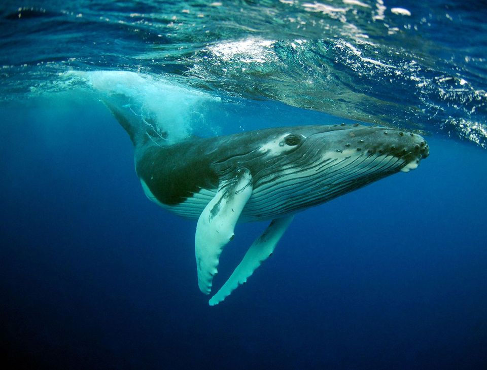 Whale Watching