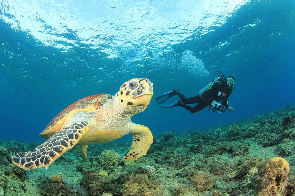 Sea Turtles