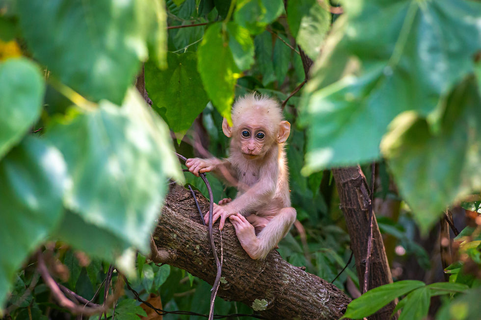 Chiang Mai By Thailande Evasion.jpg