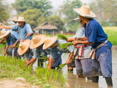 Découvrez nos nouveaux circuits Éco Responsables en Thaïlande