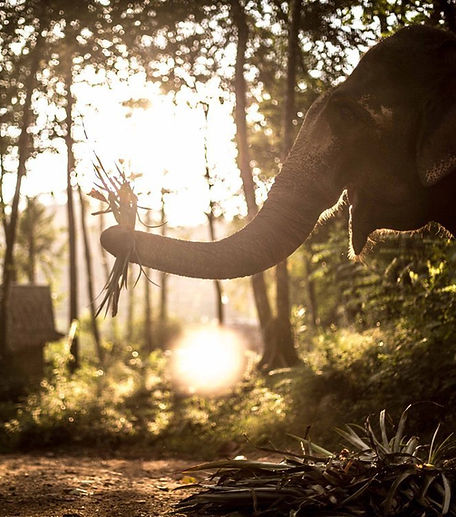 UNIQUE DAWN OR DUSK ELEPHANT EXPERIENCE KRABI By Thailande Evasion