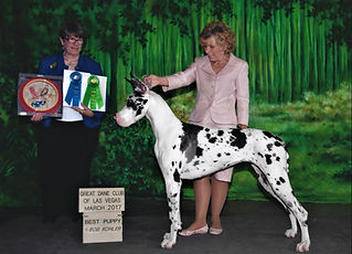 Grand Champion health checked harlequin Great Dane located in Northern California