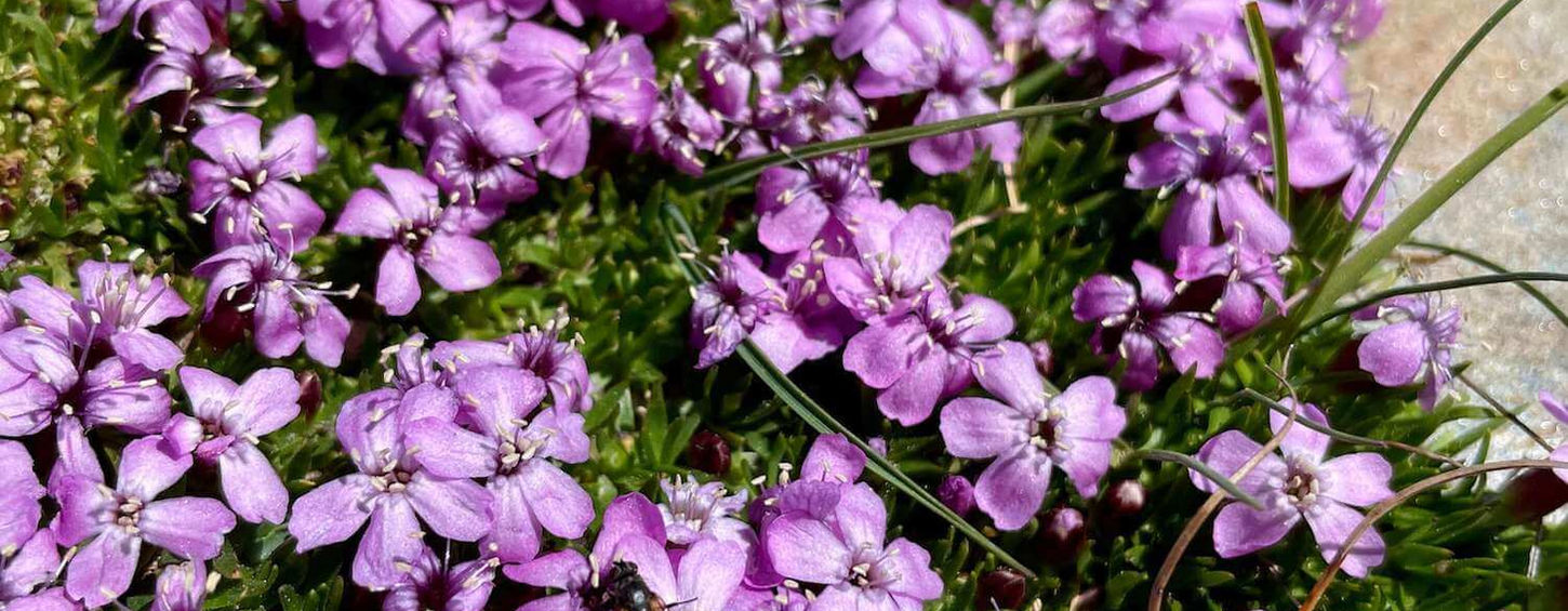 Wildflowers on Jumbo Pass hike