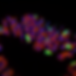YAP-TAZ signaling in the ovary