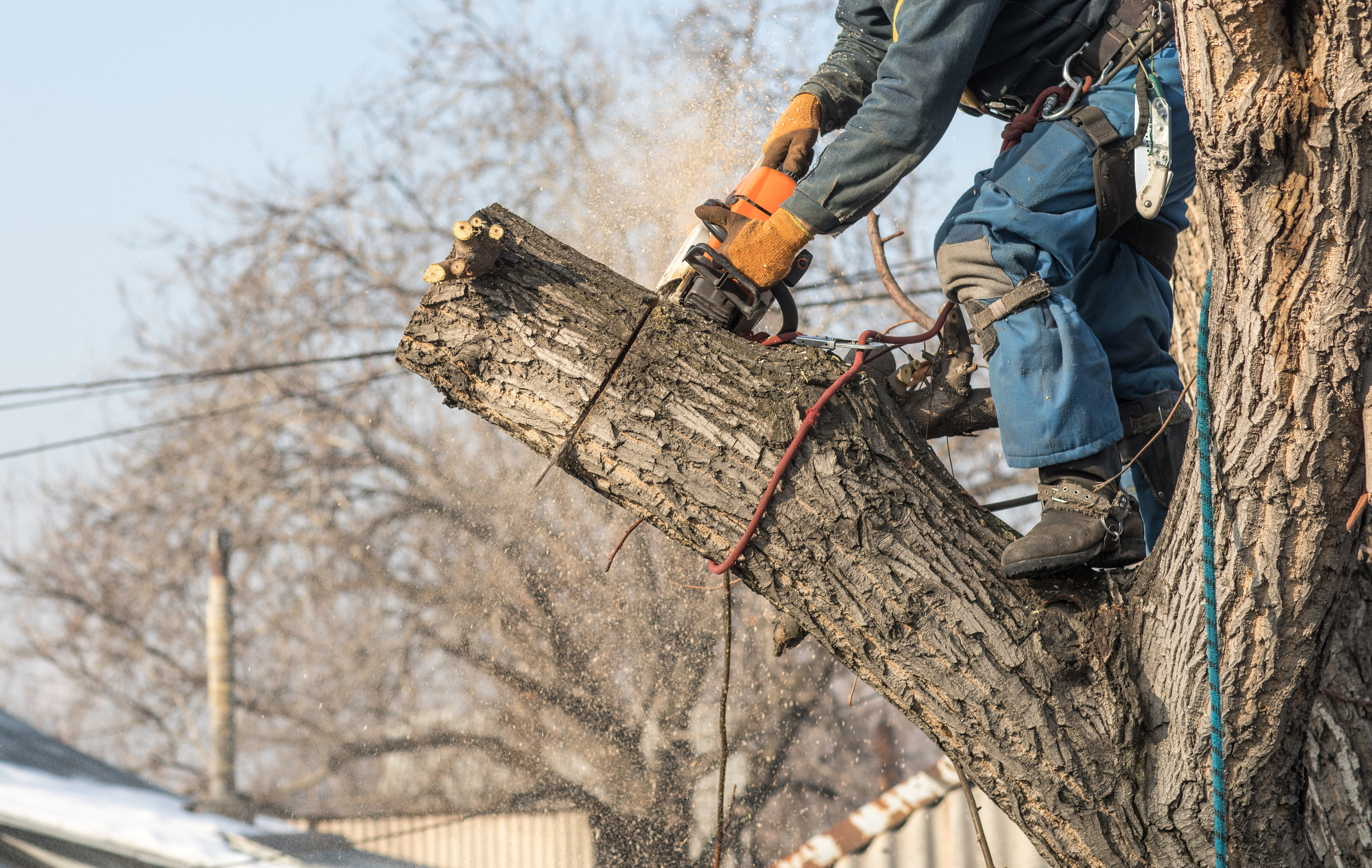 Tree Performance Work Home | Performance Tree Service Inc | Michigan's #1 Tree Removal ...