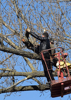 pruning-trees-using-liftarm.jpg