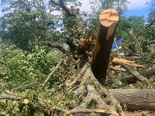 storm tree damage