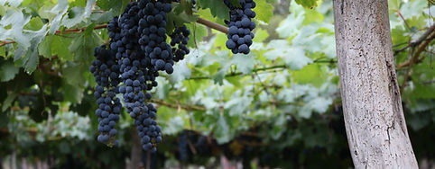 Viñedos de Mendoza, Argentina