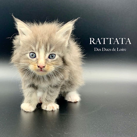 Rattata.jpeg