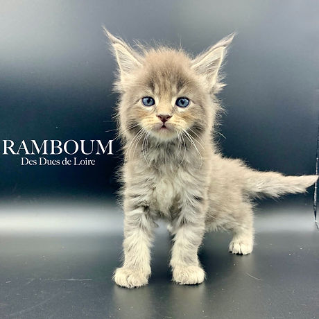 ramboum.jpeg