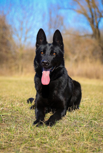 black-german-shepherd-6248881_1920.jpg