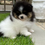 Miniatura: Macho Lulu da pomerania 