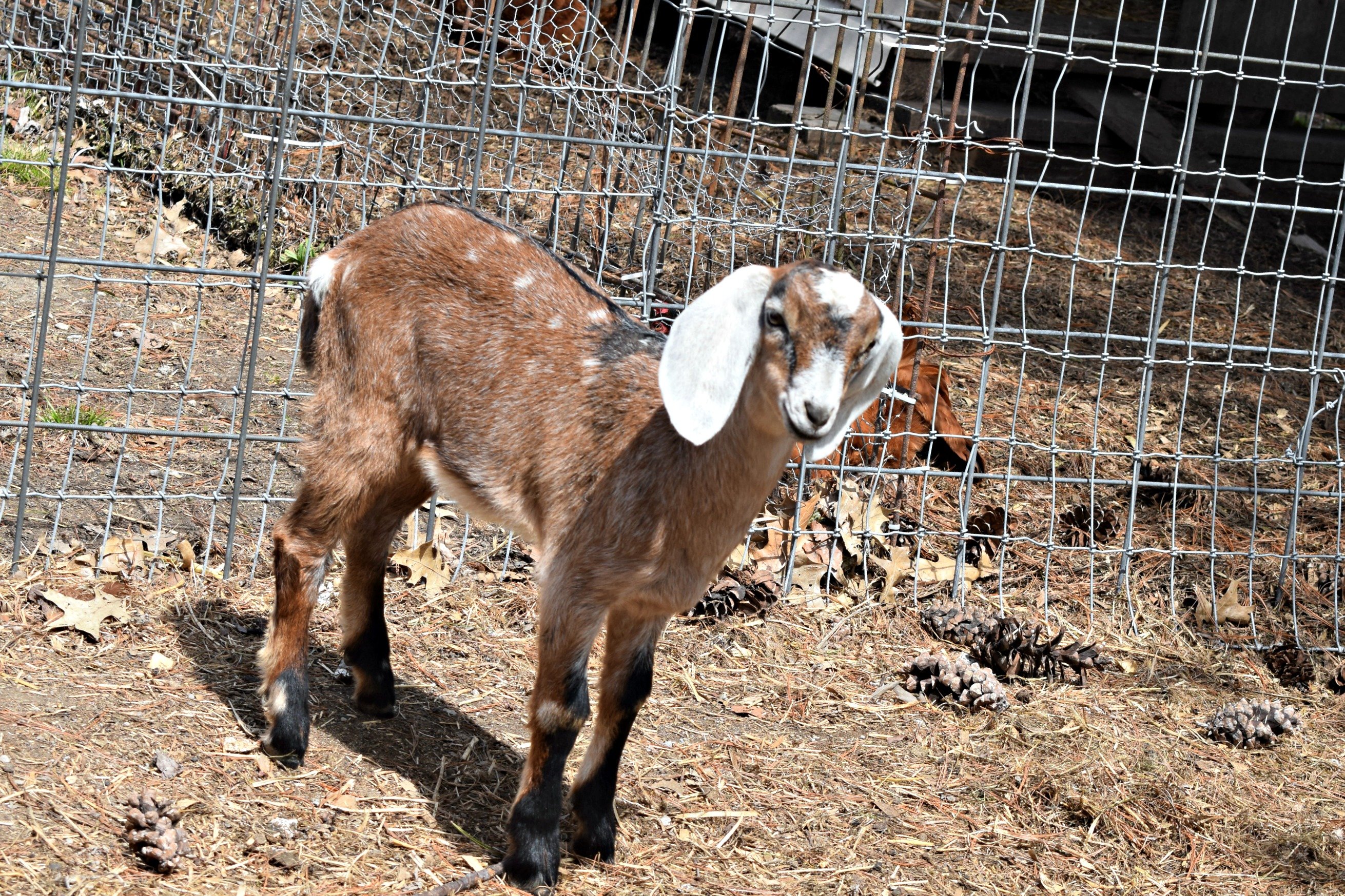 Goats