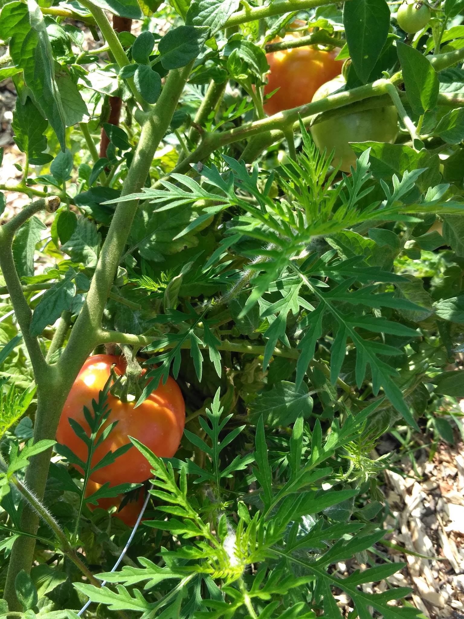 Heirloom Tomatoes