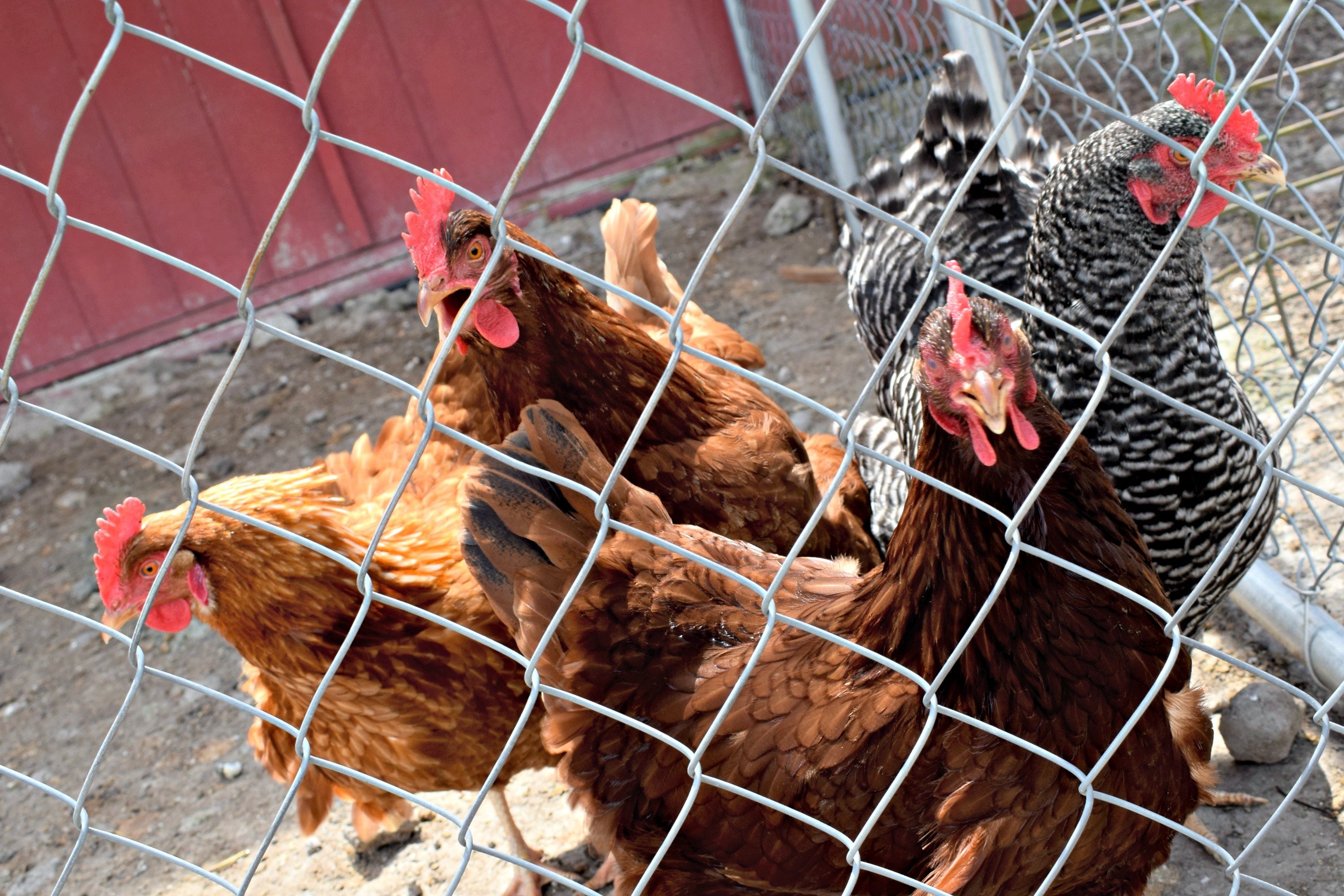 Chickens