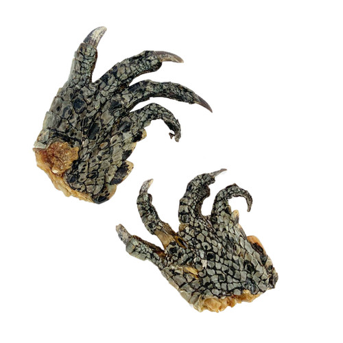Crocodile Feet | bonesandwhiskers