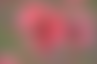 How to get Colour into your Winter Garden