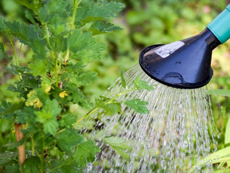 The Importance of Watering Your Garden in July