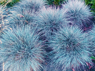 Plants for Dry Months: Drought-Tolerant Choices for UK Gardens